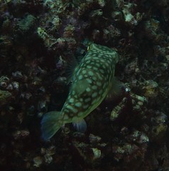 Chelonodontops patoca