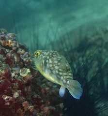 Chelonodontops patoca