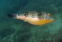 Chelonodontops patoca