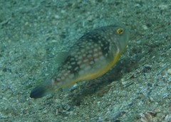 Chelonodontops patoca