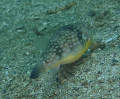 Chelonodontops patoca