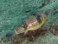 Chelonodontops patoca