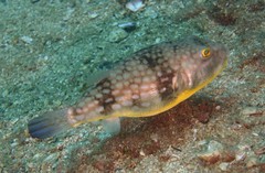 Chelonodontops patoca