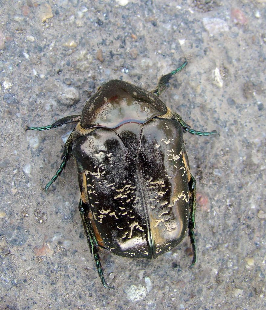 Marbled Rose-chafer