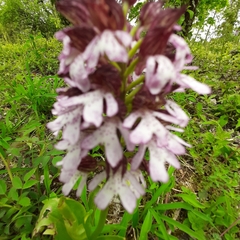 Orchis purpurea