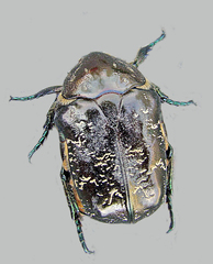 Protaetia marmorata