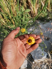 Helenium mexicanum