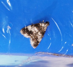 Salma ridiculalis
