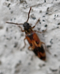 Hypulus quercinus