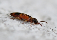 Hypulus quercinus