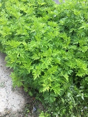 Artemisia vulgaris