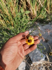 Helenium mexicanum