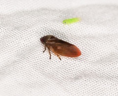 Eoscarta karschi