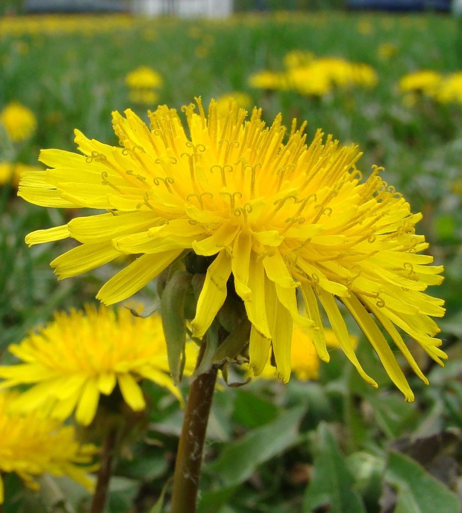 common dandelion from Razvilka, Moscow Oblast, Russia on May 10, 2008 ...