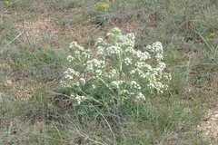 Crambe aspera