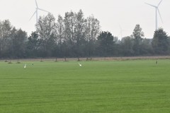 Ardea alba