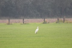Ardea alba