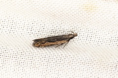 Hypatima venefica