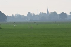 Ardea alba