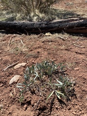 Penstemon pachyphyllus