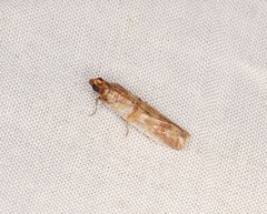 Hypargyria metalliferella