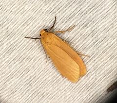 Manulea fuscodorsalis