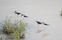 Himantopus mexicanus