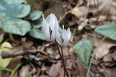 Cyclamen balearicum