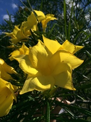 Cascabela thevetioides