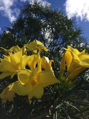 Cascabela thevetioides