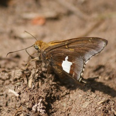 Epargyreus socus orizaba