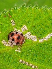 Epilachna maculicollis