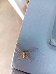 Philodromus aureolus