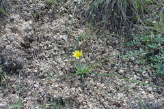 Pseudopodospermum molle