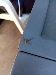 Philodromus aureolus