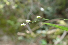 Melica uniflora