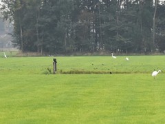 Ardea alba