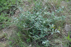 Hedysarum candidum