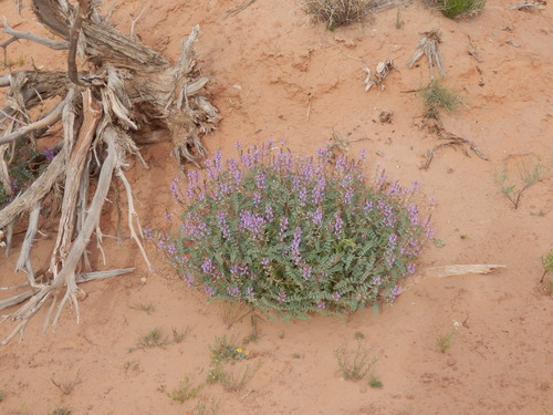 Astragalus preussii var. laxiflorus
