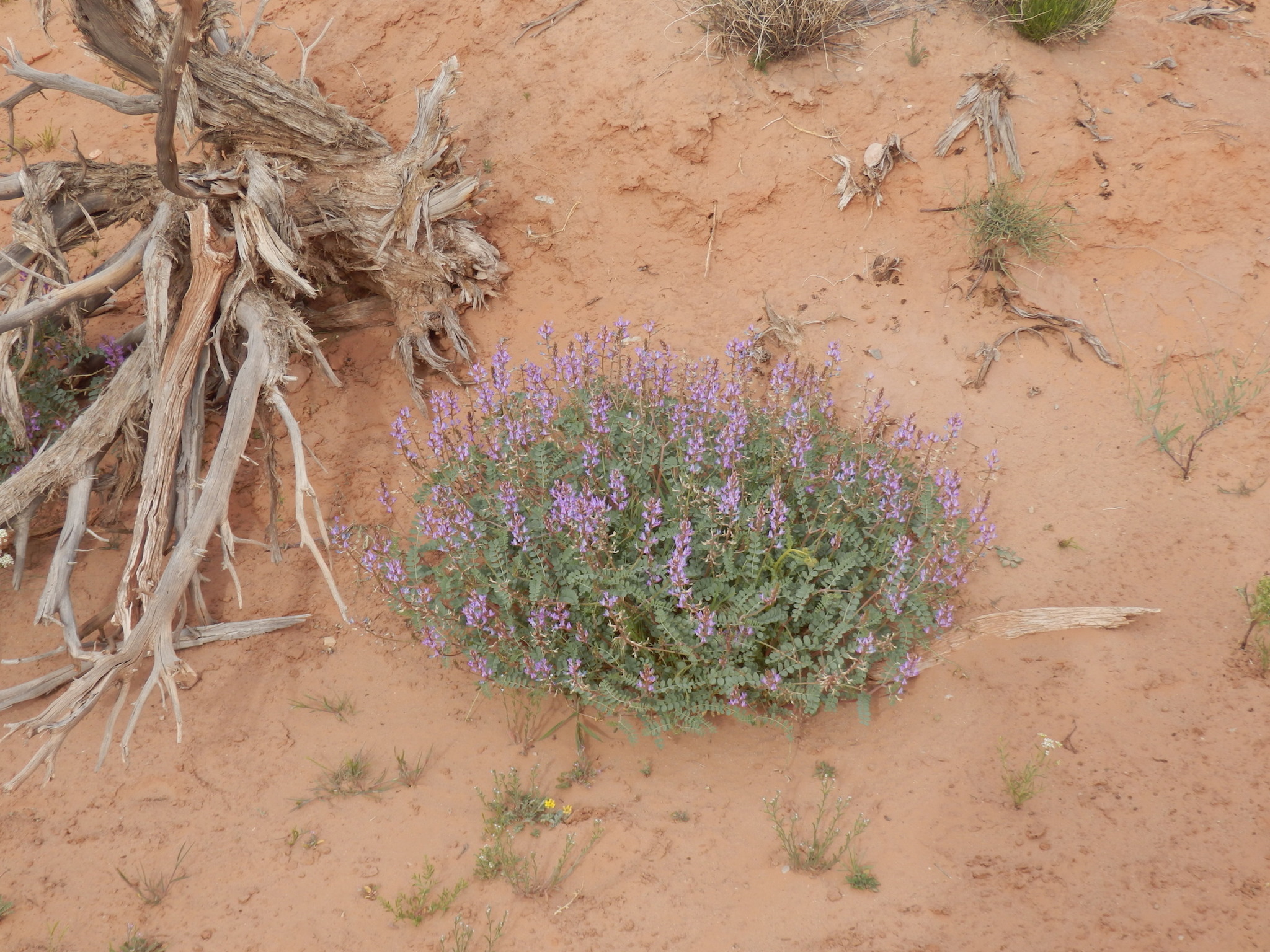 Astragalus preussii var. laxiflorus