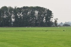 Ardea alba