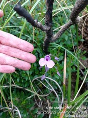 Utricularia reniformis