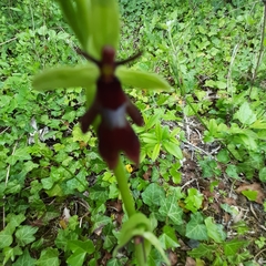 Ophrys insectifera