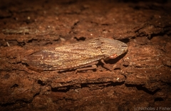 Stenocotis depressa