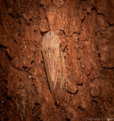 Stenocotis depressa