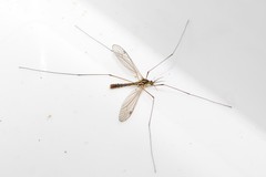 Nephrotoma theowaldi