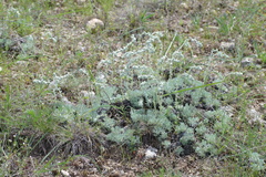 Artemisia alpina