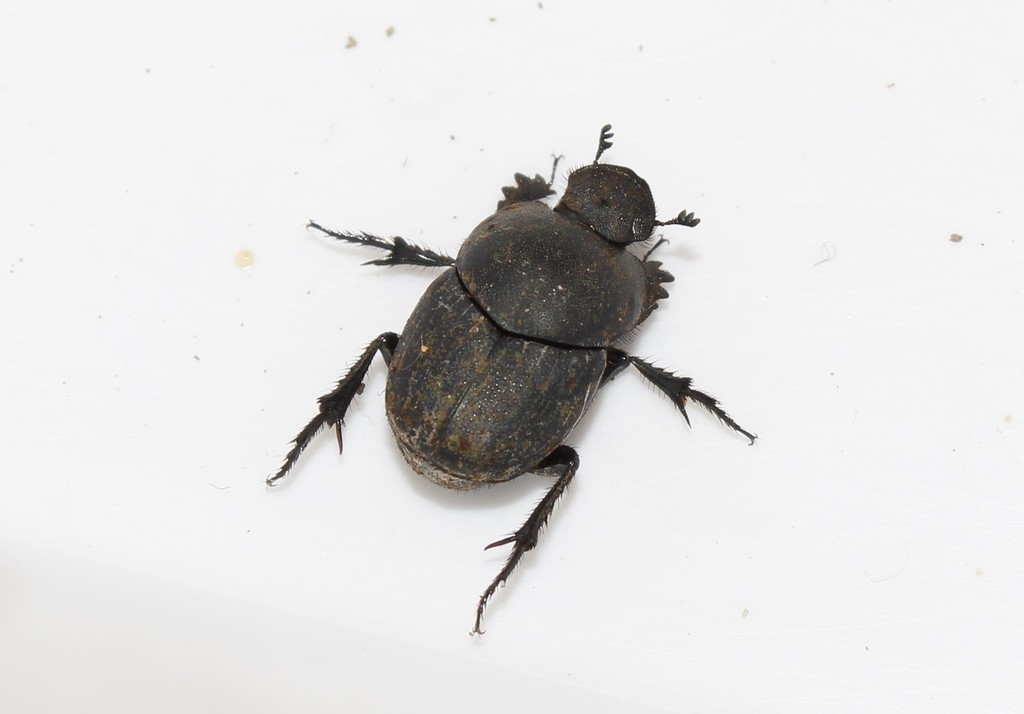 Euonthophagus gibbosus