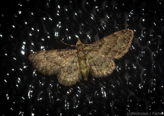 Chloroclystis mniochroa