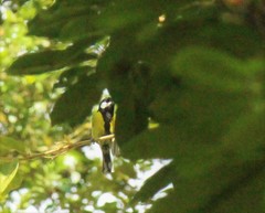 Parus monticolus